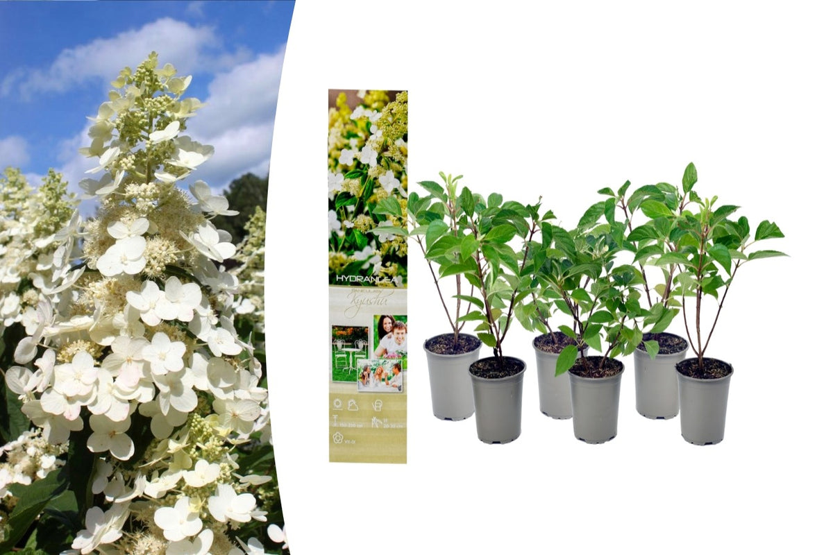 Lot de 6 hortensias blancs - Hydrangea arb. 'Annabelle'