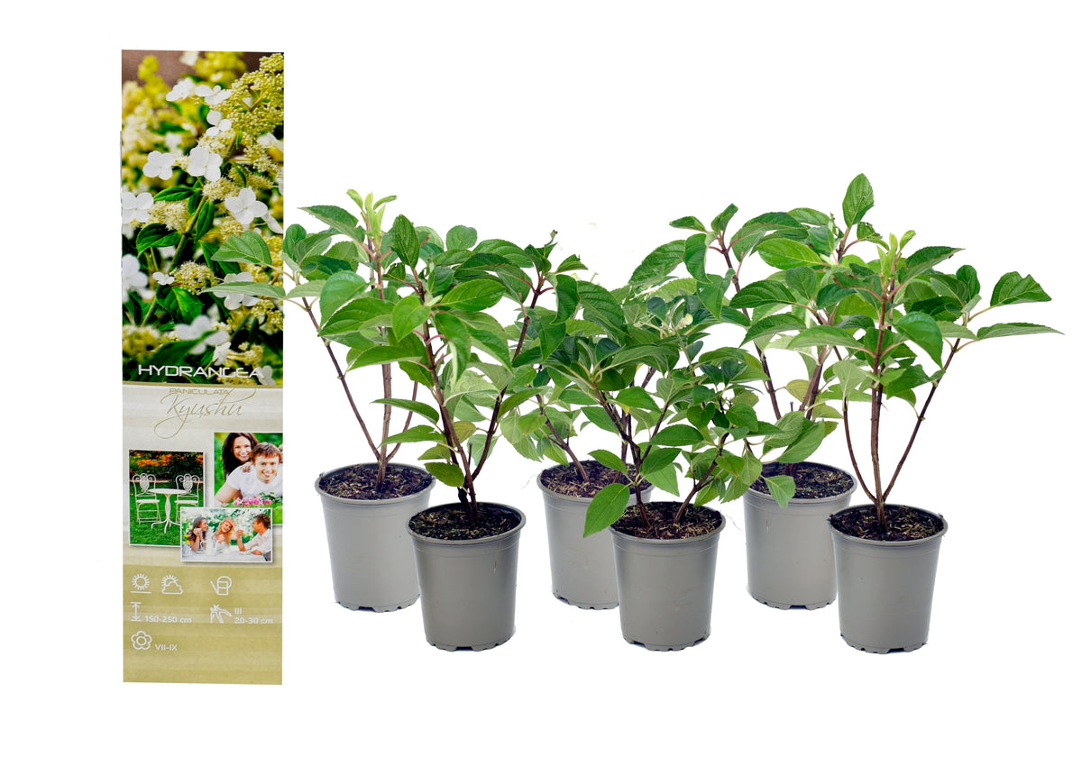 Lot de 6 hortensias paniculés blancs - Hydrangea pan. 'Kyushu'