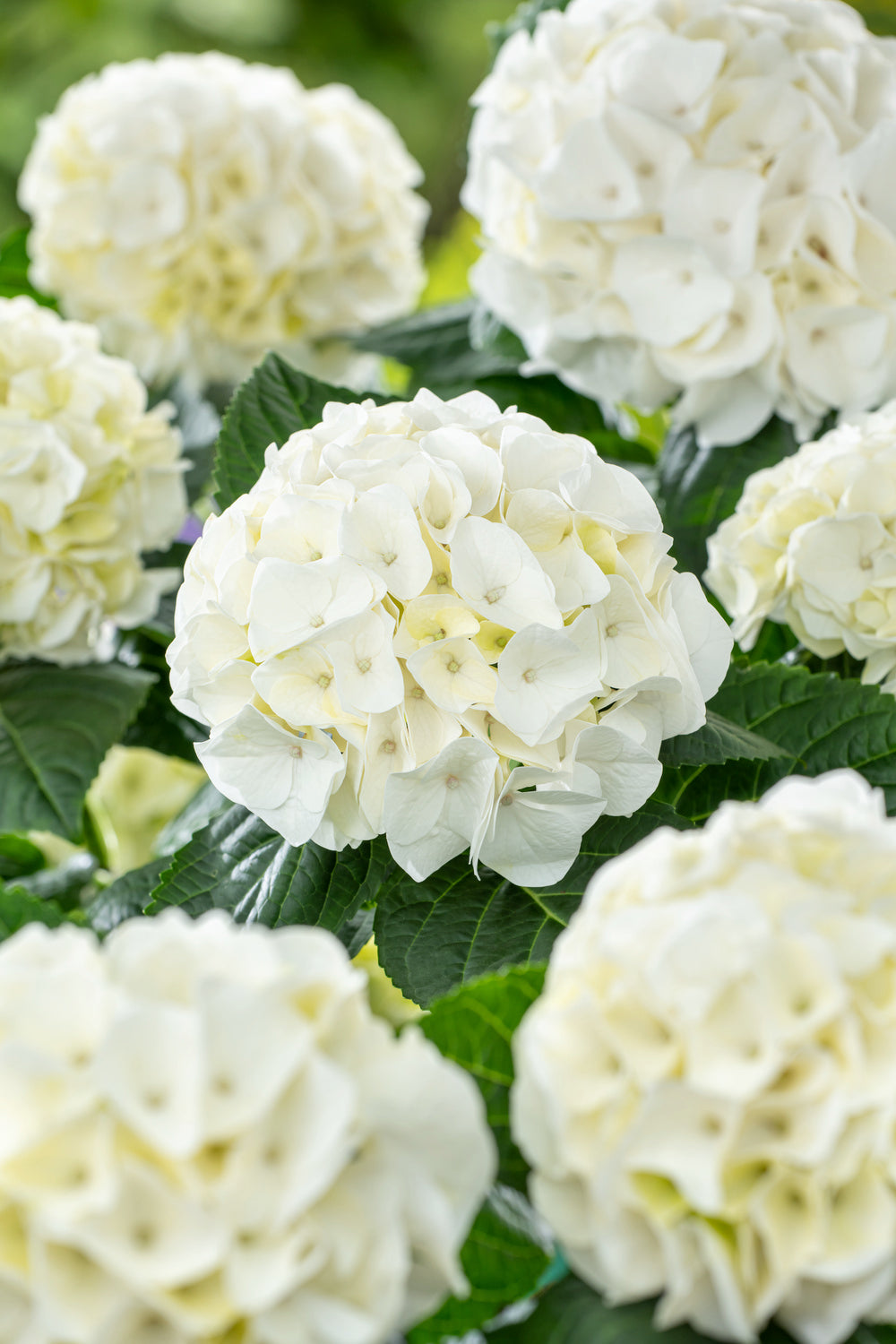 Lot de 3 hortensias blancs - Hydrangea macrophylla