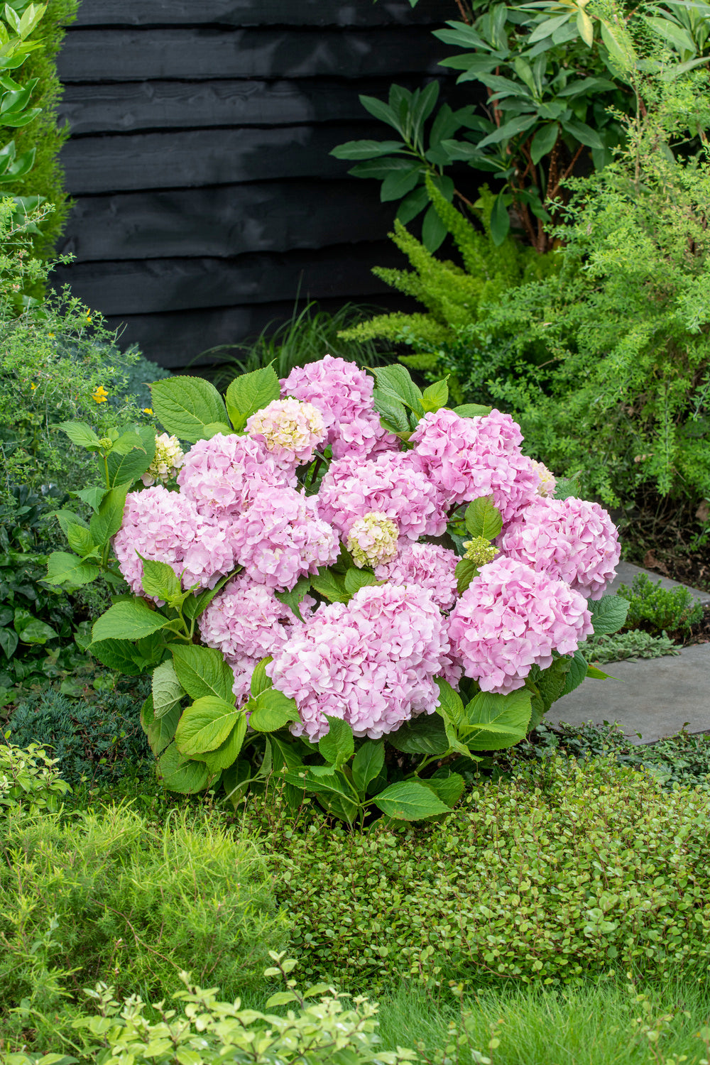 Lot de 3 hortensias roses - Hydrangea macrophylla