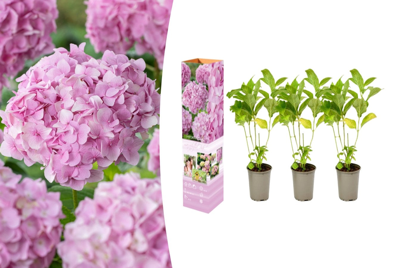 Lot de 3 hortensias roses - Hydrangea macrophylla