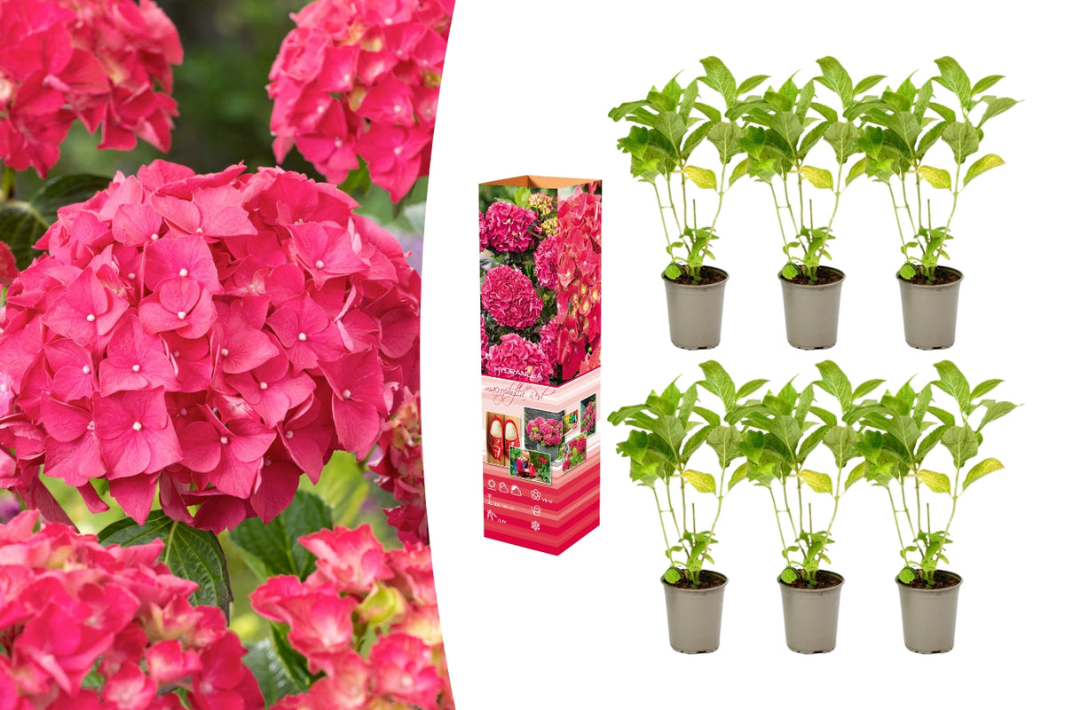 Lot de 6 hortensias rouges - Hydrangea macrophylla