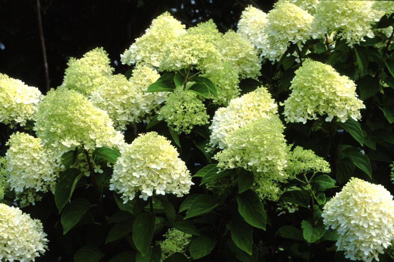 Lot de 8 hortensias : 2 roses blancs, 2 roses, 2 bleus, 2 blancs - 30-38 cm