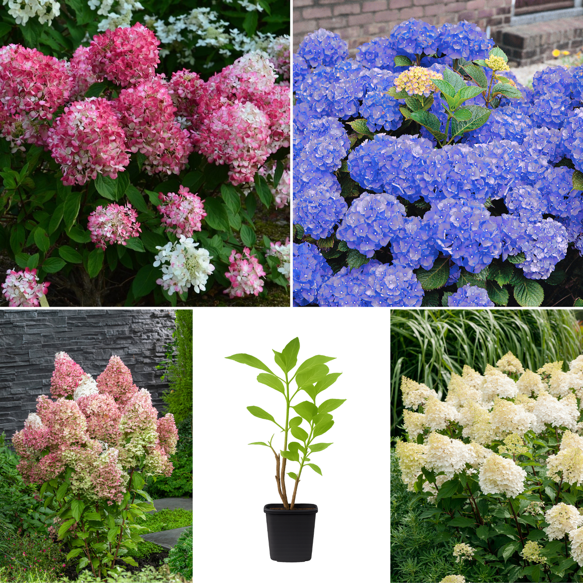 Lot de 8 hortensias : 2 roses blancs, 2 roses, 2 bleus, 2 blancs - 30-38 cm