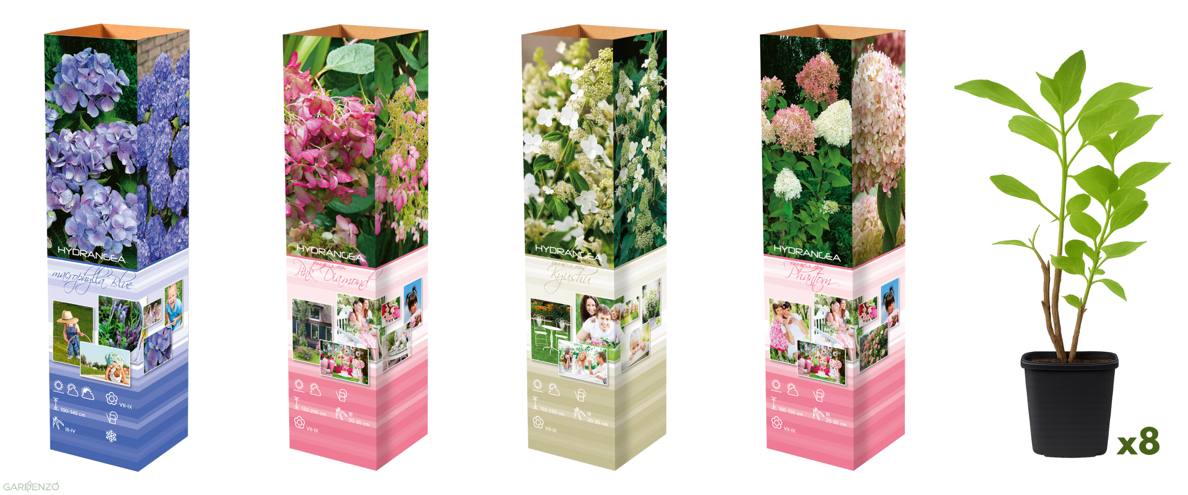 Lot de 8 hortensias : 2 roses blancs, 2 roses, 2 bleus, 2 blancs - 30-38 cm