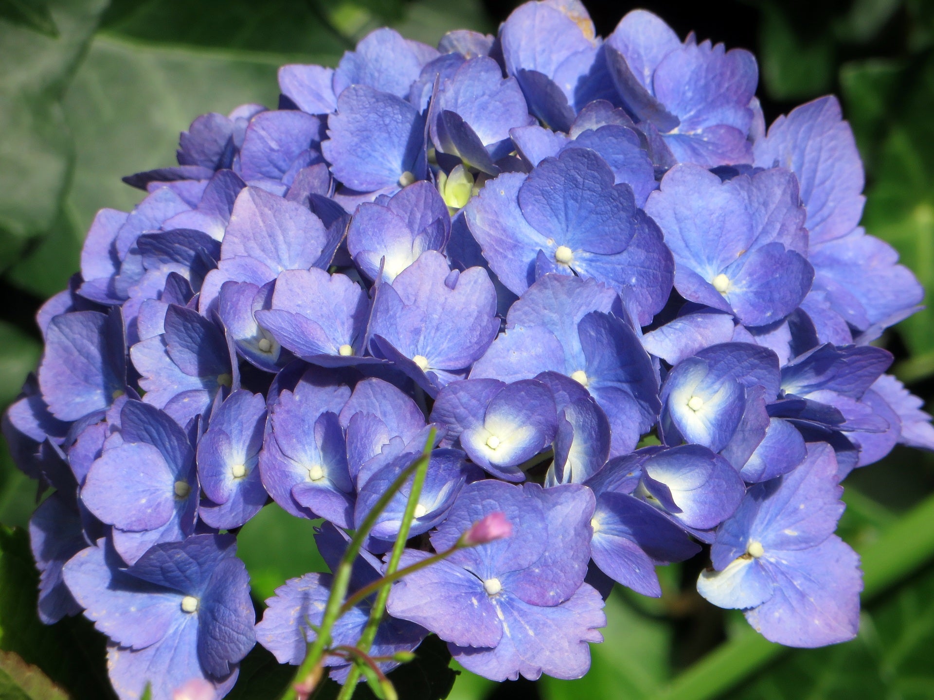 Lot de 3 hortensias bleus - Hydrangea macrophylla