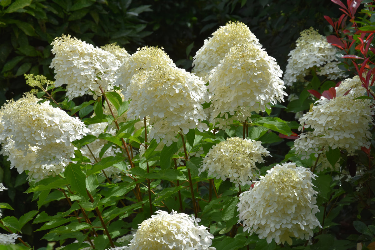 Lot de 3 hortensias blancs - Hydrangea pan. 'Phantom'