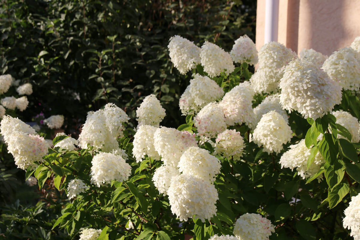 Lot de 6 hortensias blancs - Hydrangea pan. 'Phantom'