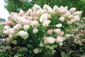 Lot de 6 hortensias blancs - Hydrangea pan. 'Phantom'
