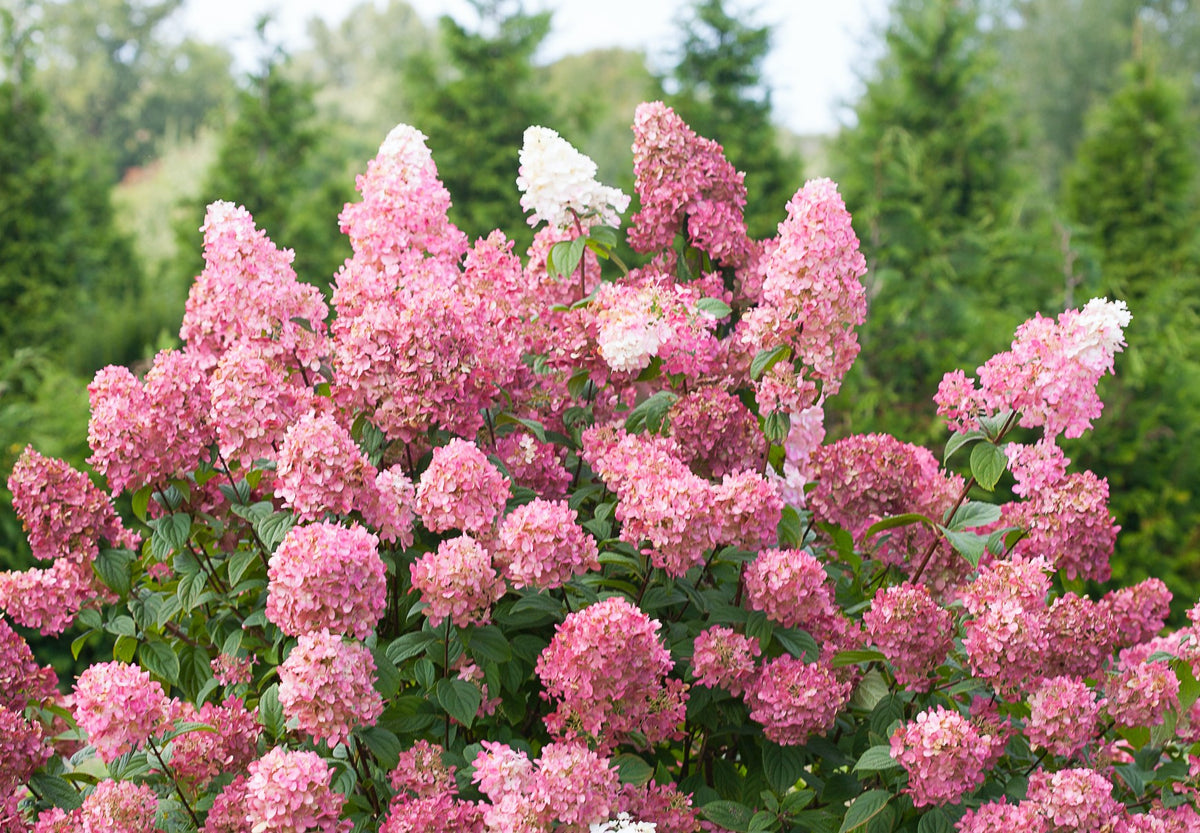 Lot de 3 hortensias roses - Hydrangea pan. 'Diamond'
