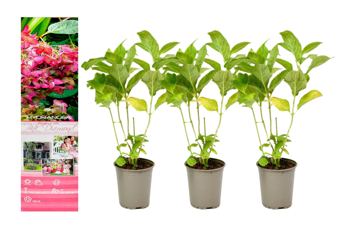 Lot de 3 hortensias roses - Hydrangea pan. 'Diamond'