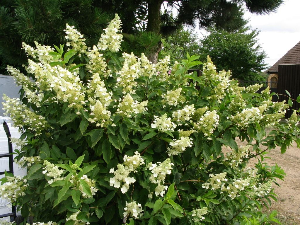 Lot de 6 hortensias paniculés blancs - Hydrangea pan. 'Kyushu'