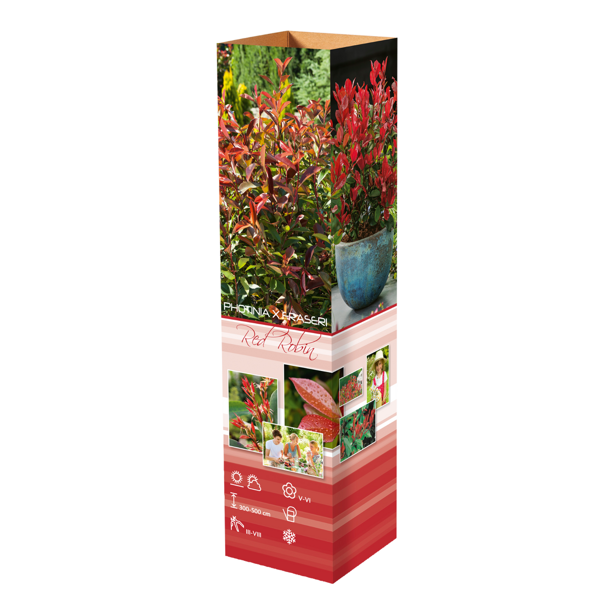 Lot de 6 Photinias rouges (Red Robin) - 30-38 cm