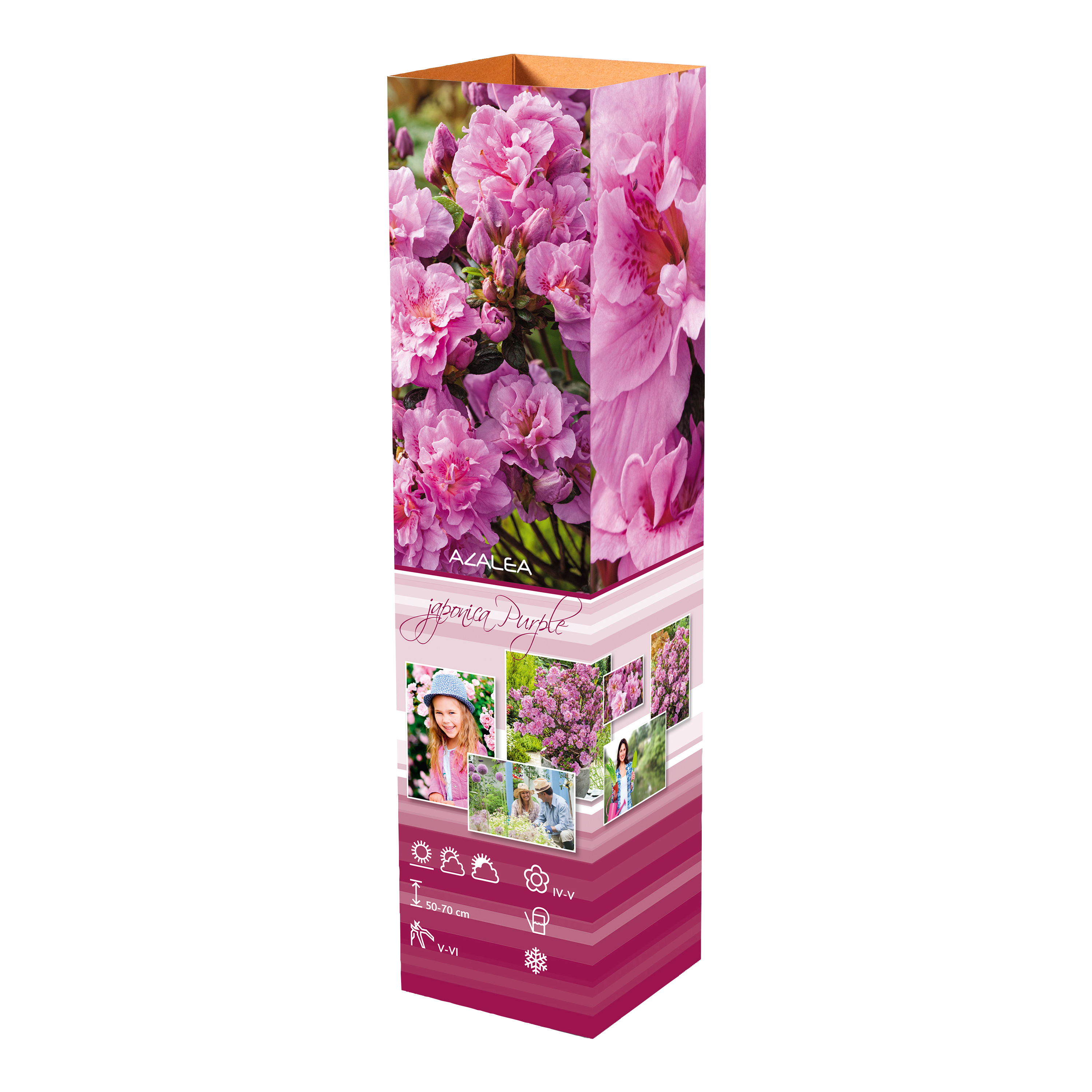 Ensemble de 4 azalées : 1 violette, 1 rouge, 1 rose, 1 blanche - 20-38 cm