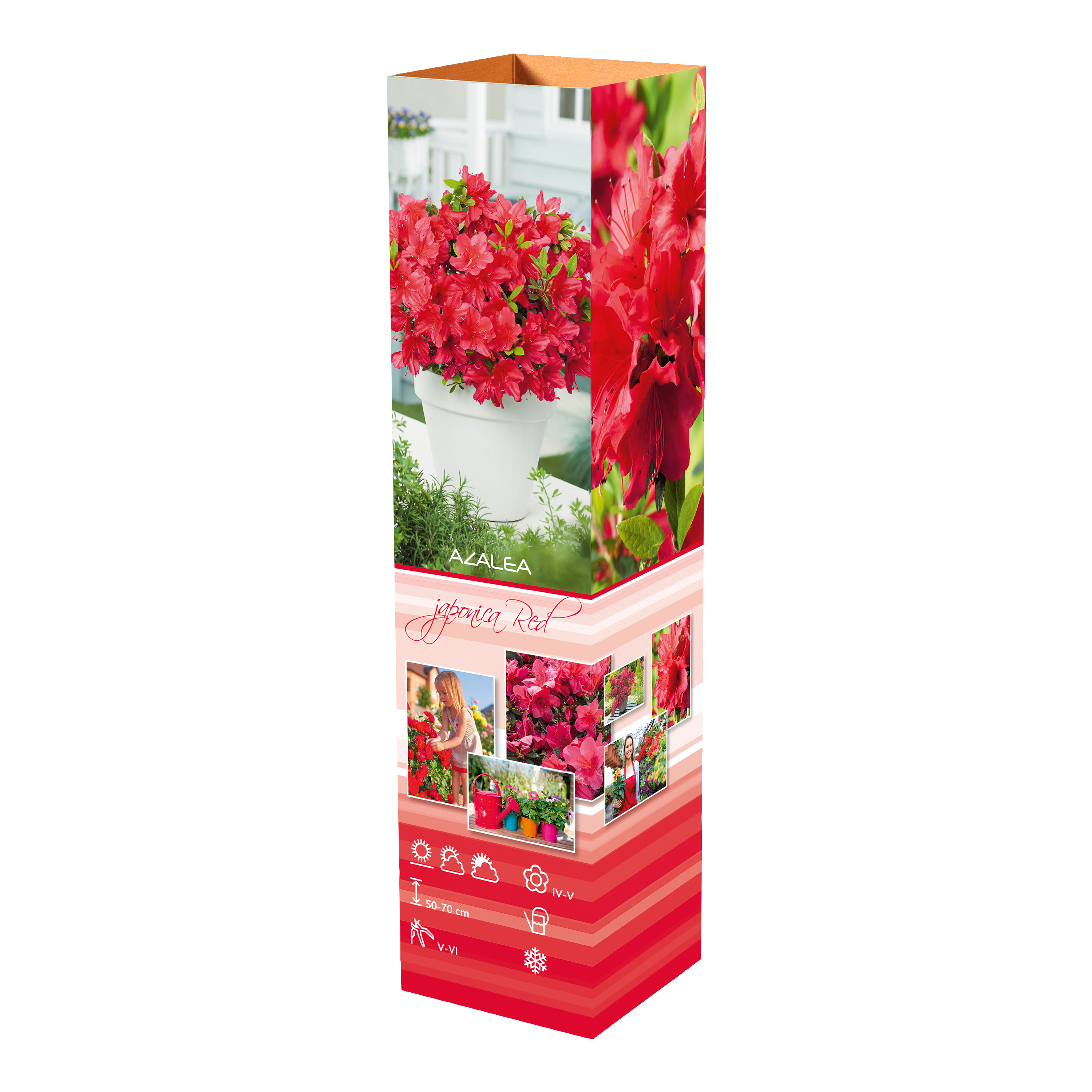 Ensemble de 6 azalées rouges - 20-38 cm