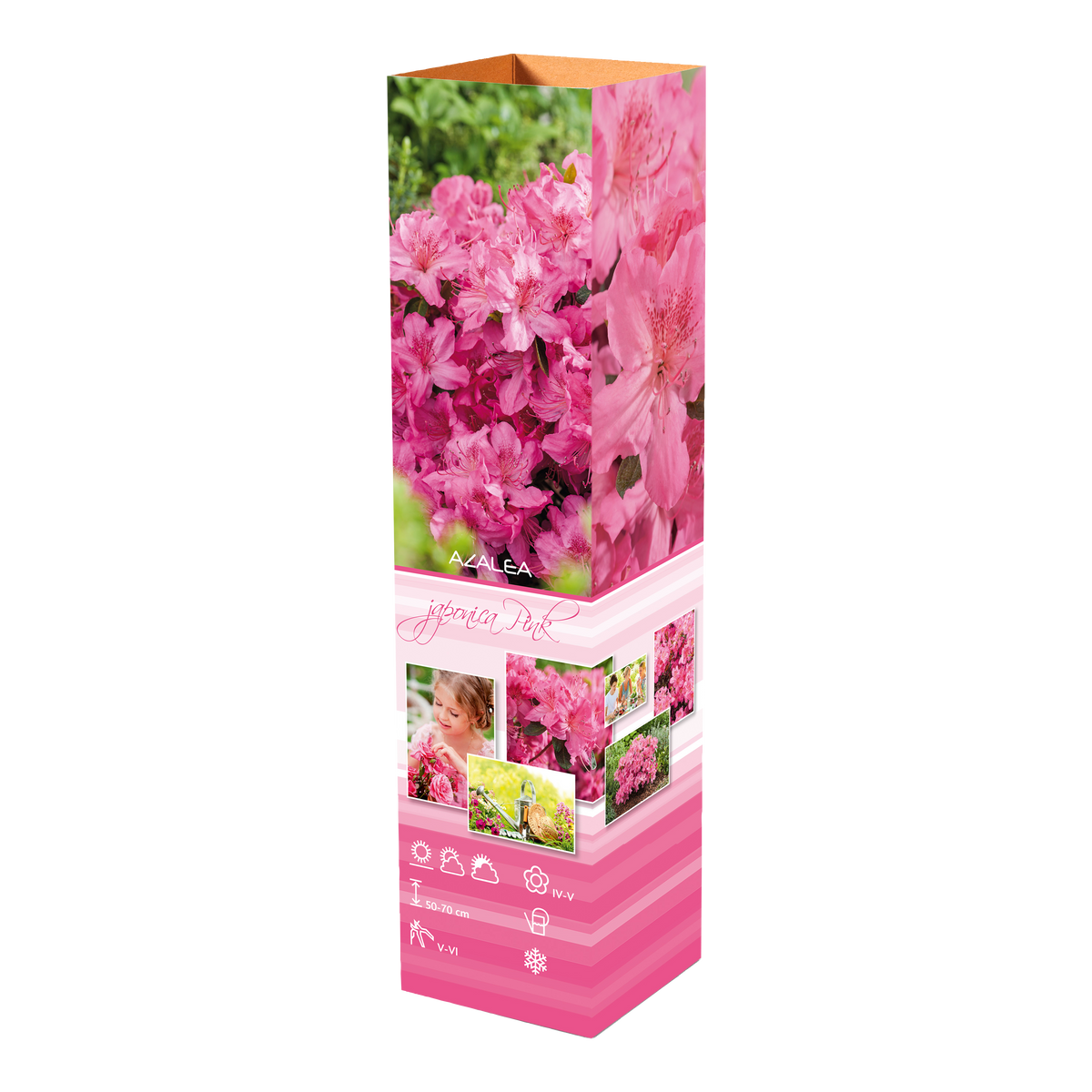 Ensemble de 4 azalées : 1 violette, 1 rouge, 1 rose, 1 blanche - 20-38 cm