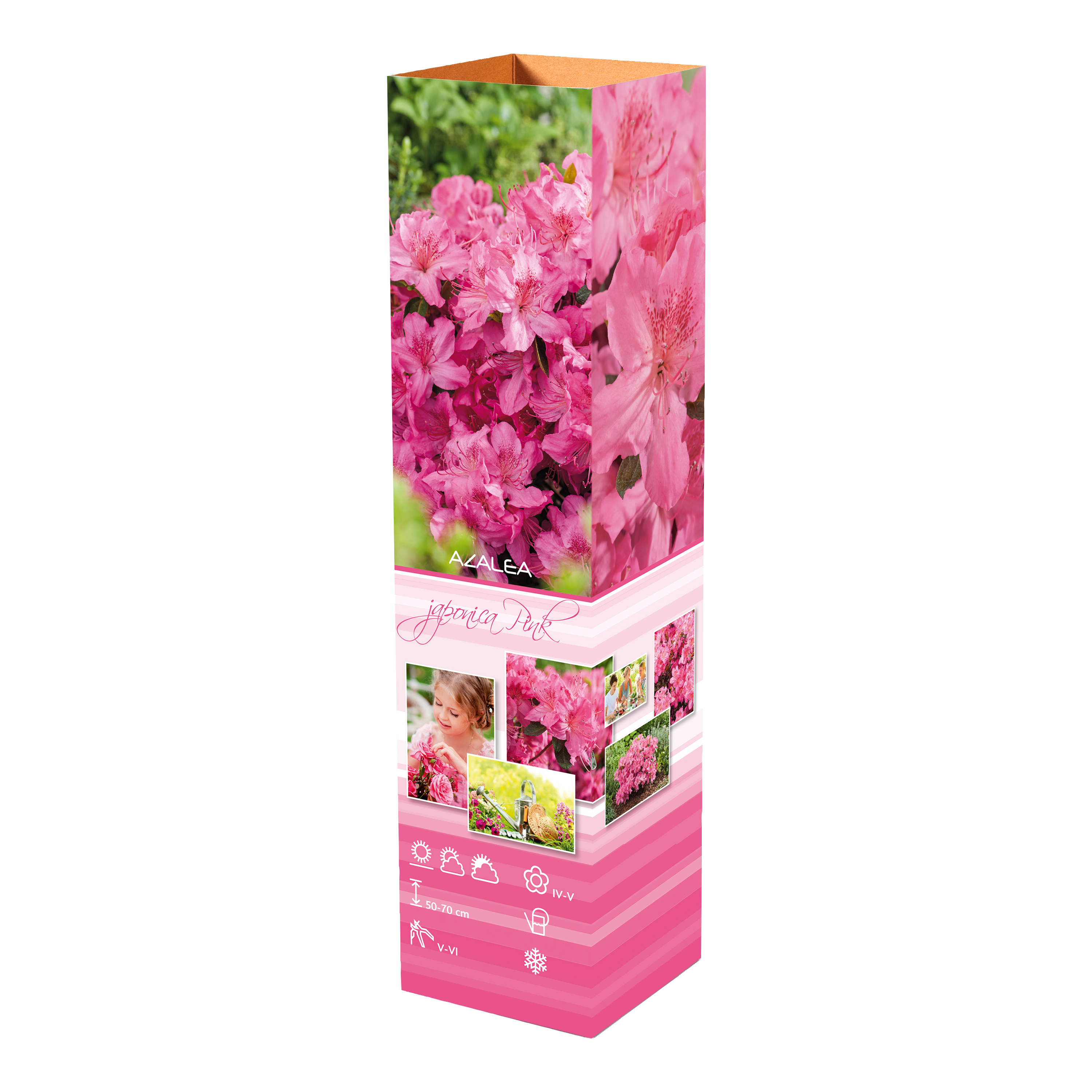Ensemble de 3 azalées : 1 rouge, 1 rose, 1 blanche - 20-38 cm