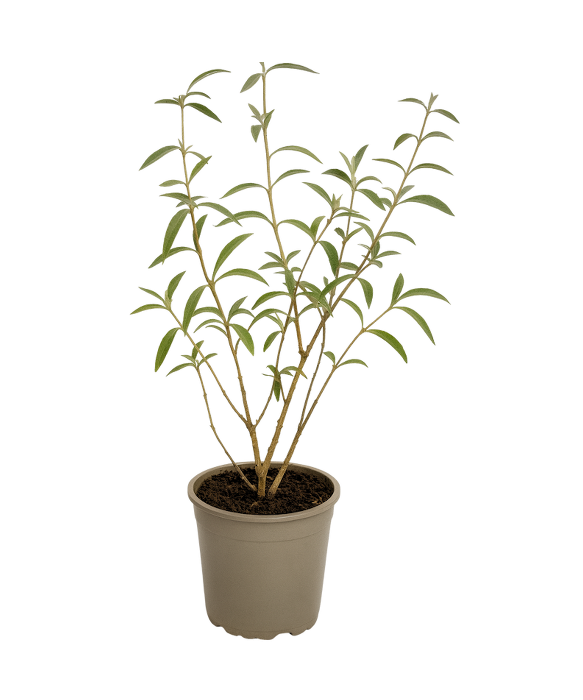 Lot de 3 arbres aux papillons ou lilas d'été (Buddleia de David) à fleurs bleues/lila - 30-38 cm