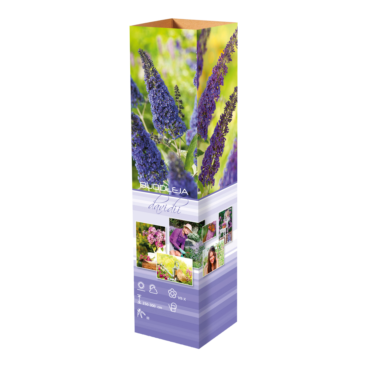 Lot de 3 arbres aux papillons ou lilas d'été (Buddleia de David) à fleurs bleues/lila - 30-38 cm