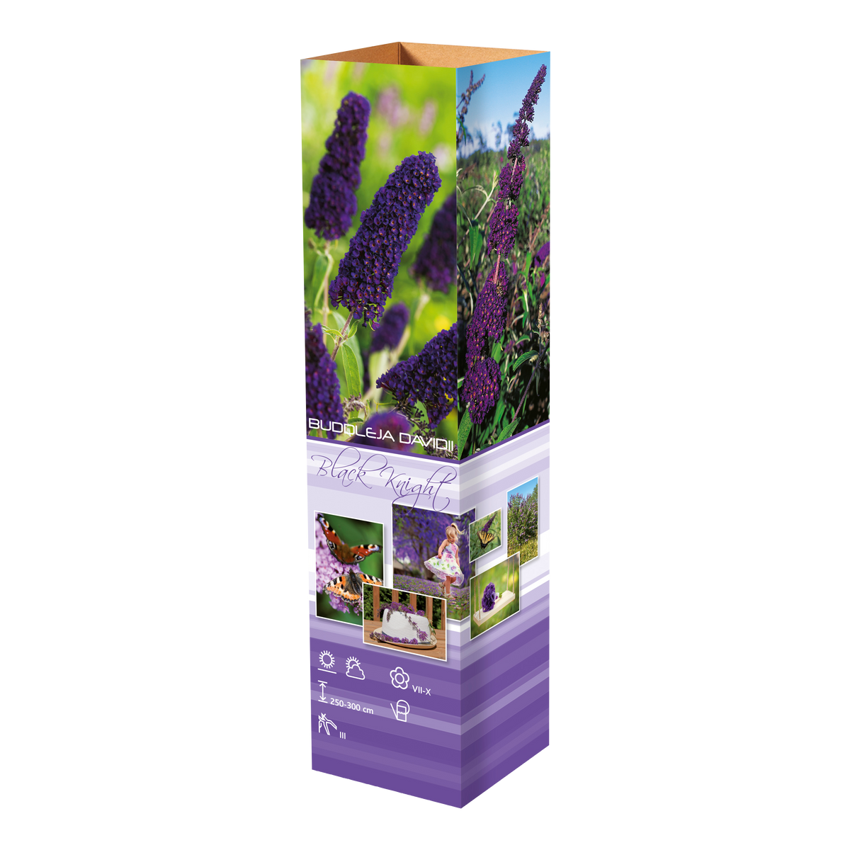 Lot de 3 arbres aux papillons ou lilas d'été (Buddleia de David) à fleurs noires/violettes