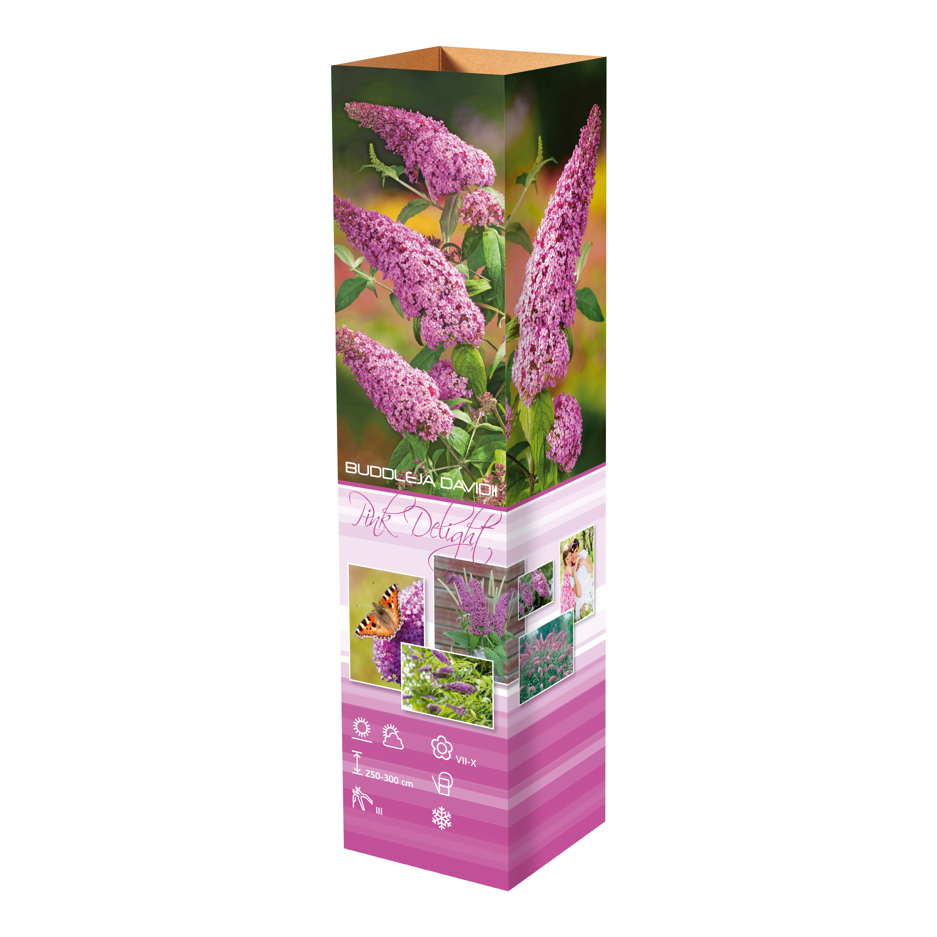 Lot de 3 arbres aux papillons ou lilas d'été (Buddleia de David) à fleurs roses