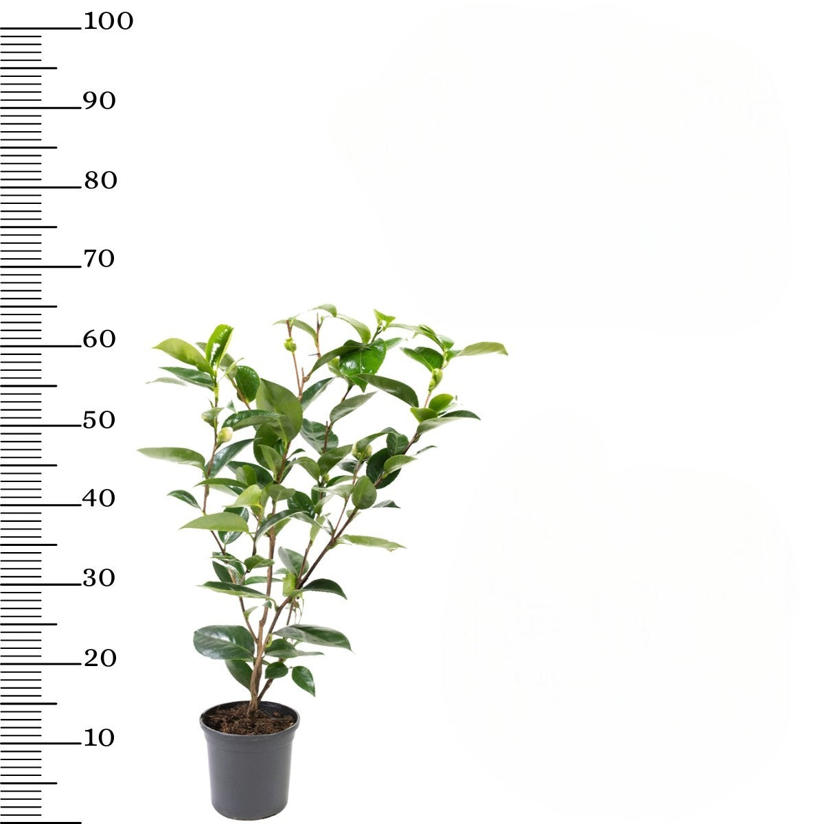Camélia arbuste 'Rose du Japon' XL Blanc