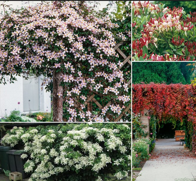 Ensemble de 8 plantes grimpantes colorées, mélange de 4 types - 2 Hydrangea petiolaris, 2 Lonicera per.'Belgica', 2 Parthenocissus quin. 'Engelmannii', 2 Clematis montana 'Rubens'
