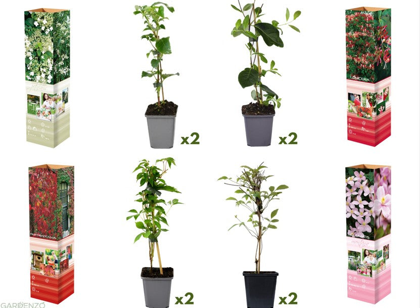 Ensemble de 8 plantes grimpantes colorées, mélange de 4 types - 2 Hydrangea petiolaris, 2 Lonicera per.'Belgica', 2 Parthenocissus quin. 'Engelmannii', 2 Clematis montana 'Rubens'
