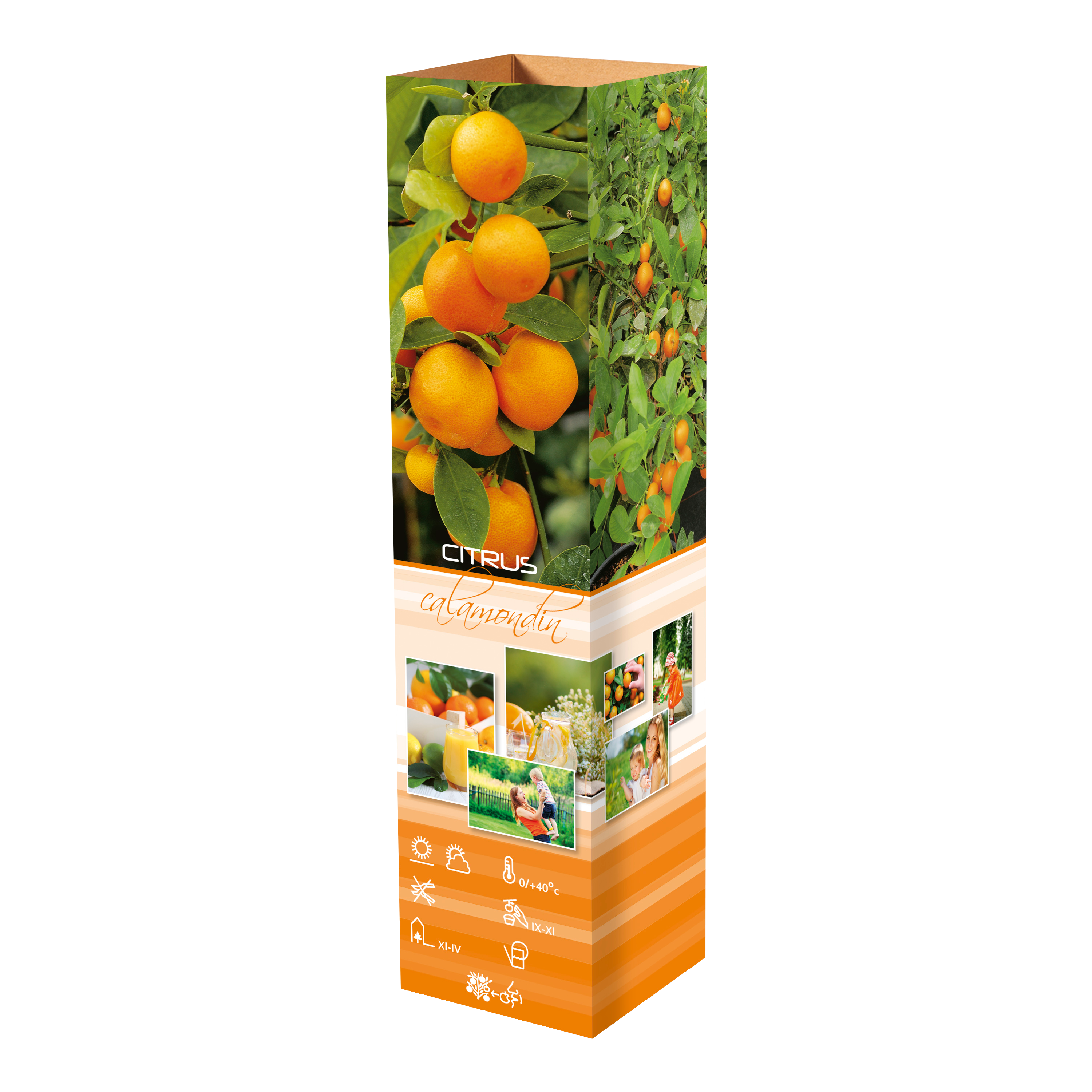 Lot de 4 plantes méditerranéennes : 1 olivier, 1 figuier, 1 citronnier, 1 oranger - 25-38 cm