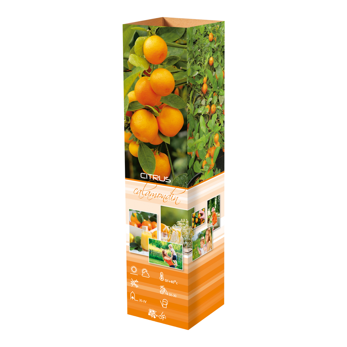 Lot de 6 plantes méditerranéennes : 1 olivier, 1 figuier, 1 citronnier, 1 oranger, 1 laurier rose, 1 oiseau du paradis - 25-38 cm