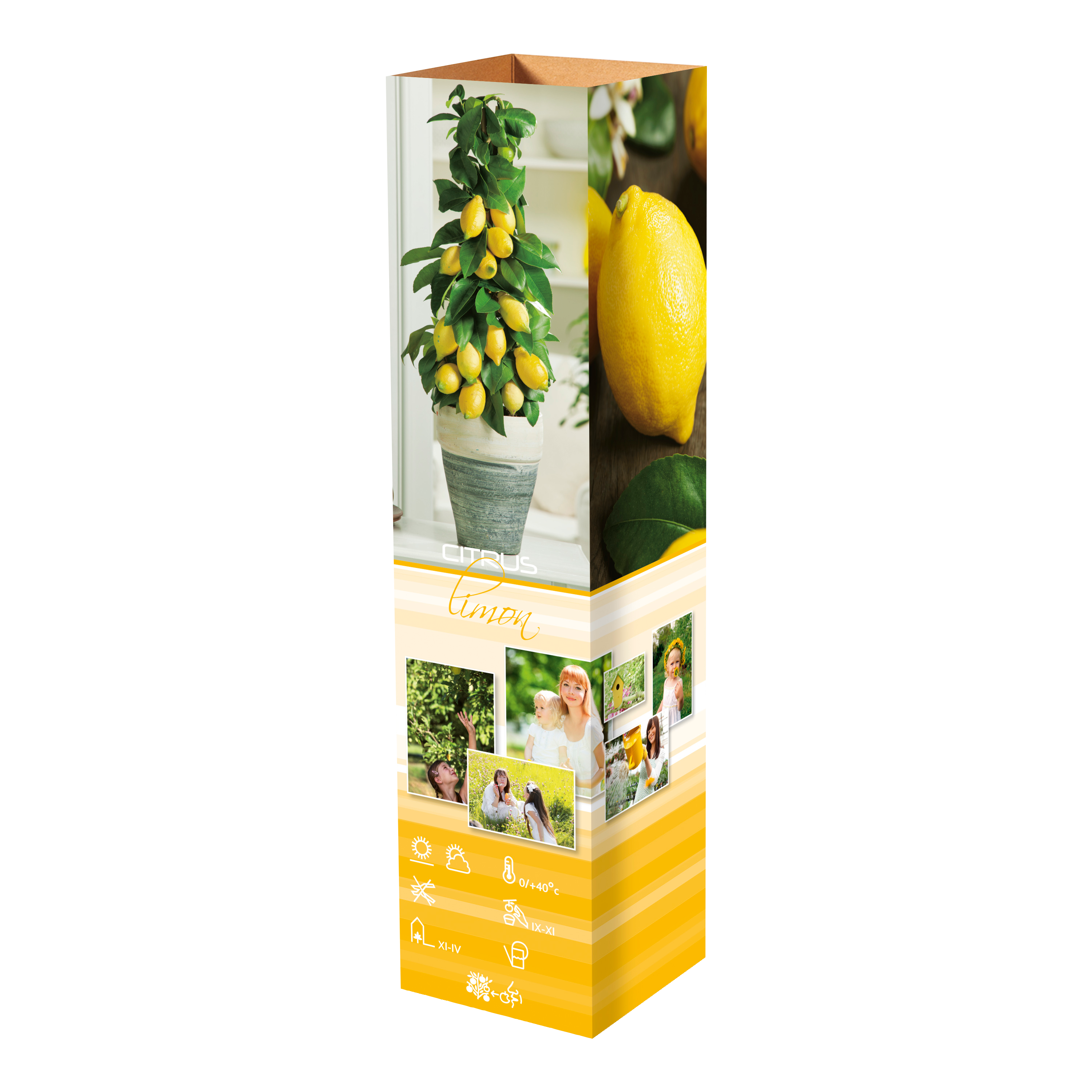 Lot de 8 plantes méditerranéennes : 2 oliviers, 2 figuiers, 2 citronniers, 2 orangers - 25-38 cm