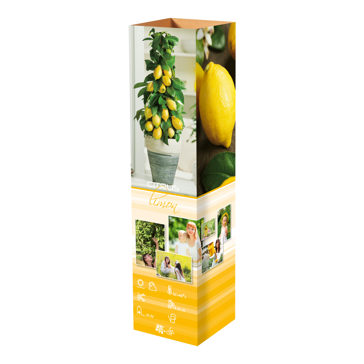 Lot de 4 plantes méditerranéennes : 1 olivier, 1 figuier, 1 citronnier, 1 oranger - 25-38 cm
