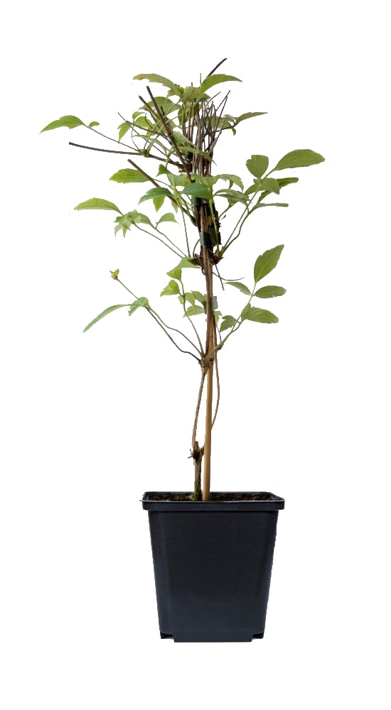 Ensemble de 8 plantes grimpantes colorées, mélange de 4 types - 2 Hydrangea petiolaris, 2 Lonicera per.'Belgica', 2 Parthenocissus quin. 'Engelmannii', 2 Clematis montana 'Rubens'