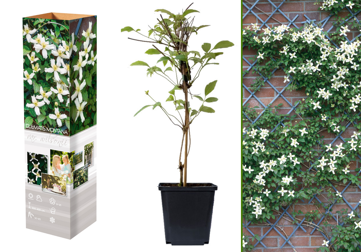 Lot de 3 clématites des montagnes blanches (Clematis Montana Rubens) - 30-38 cm