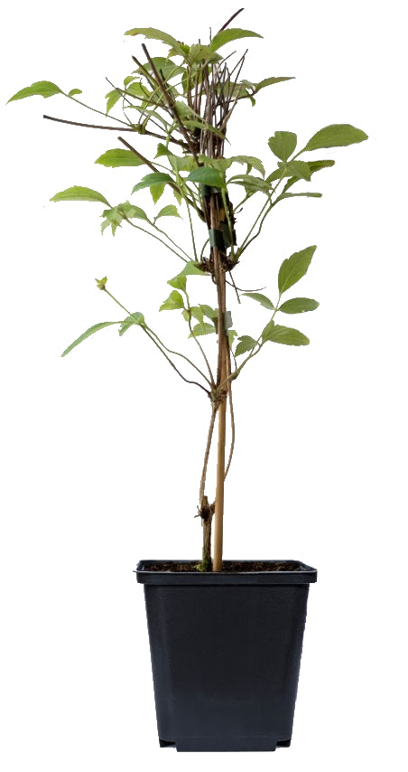 Lot de 3 clématites des montagnes blanches (Clematis Montana Rubens) - 30-38 cm