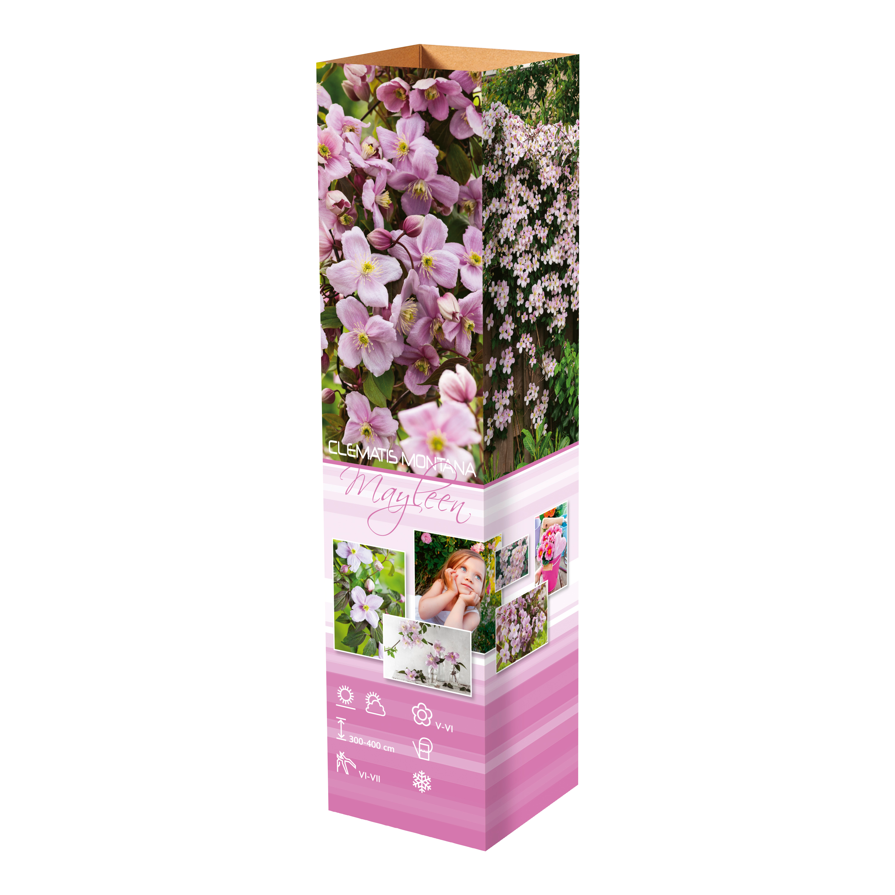Lot de 3 clématites : 1 blanche, 1 rose et 1 rose claire - 30-38 cm