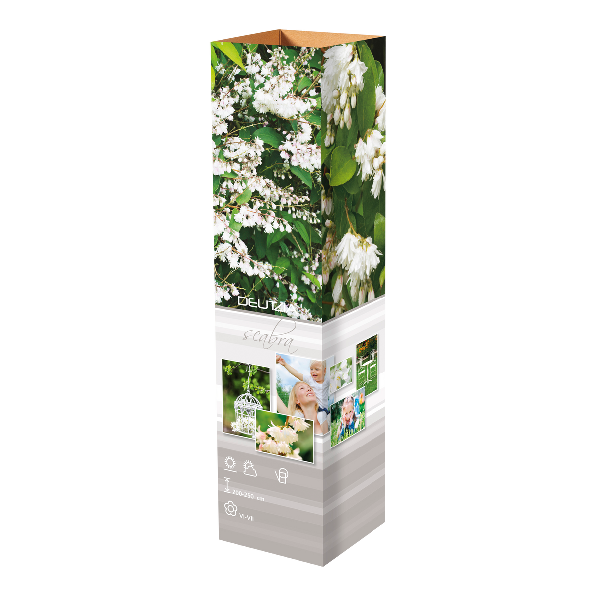 Lot de 8 arbustes d'ornement, mélange coloré pour un jardin vivant : 2 Hibiscus, 2 Weigelia, 2 Deutzia, 2 Forsythia