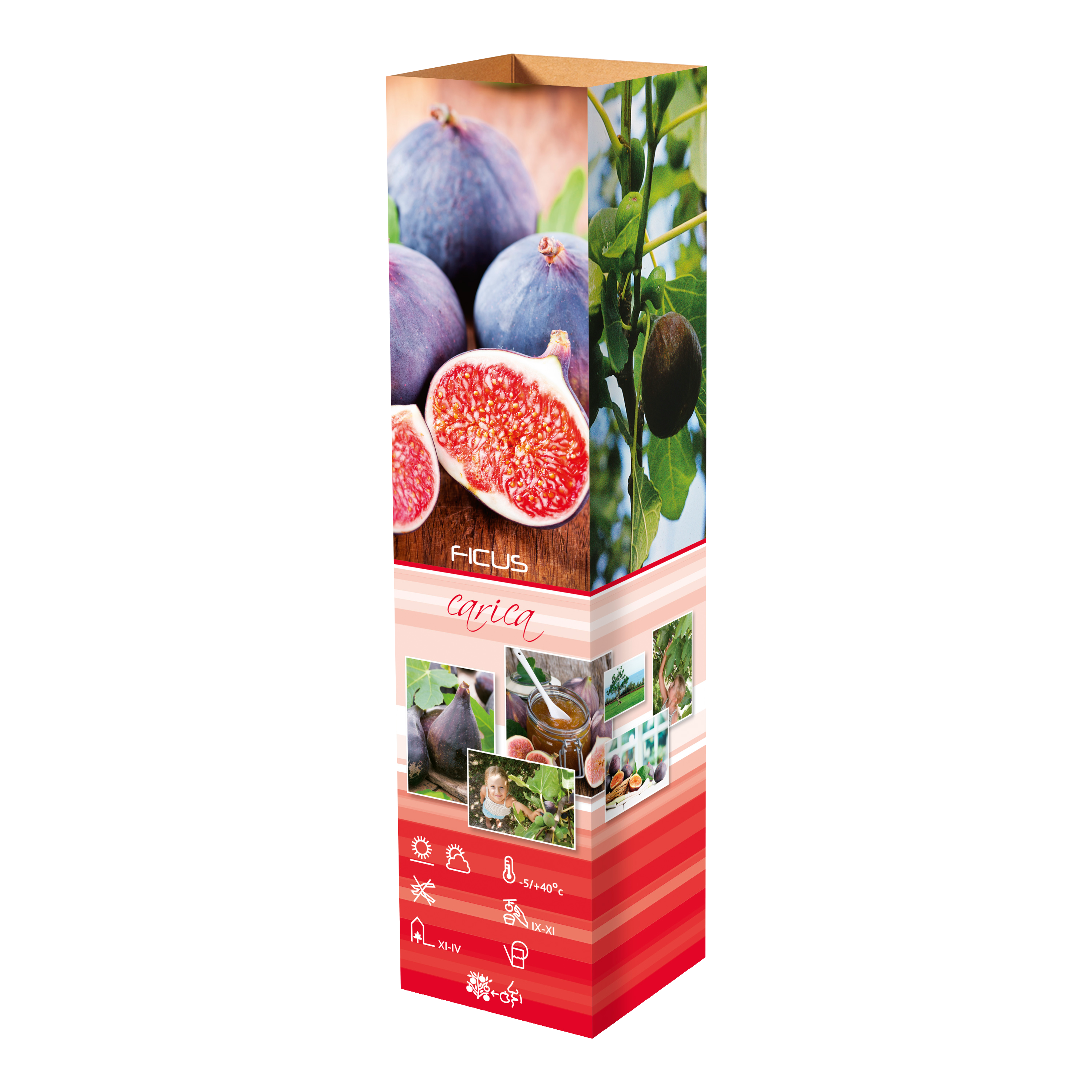 Lot de 4 oliviers et 4 figuiers - 25-38 cm