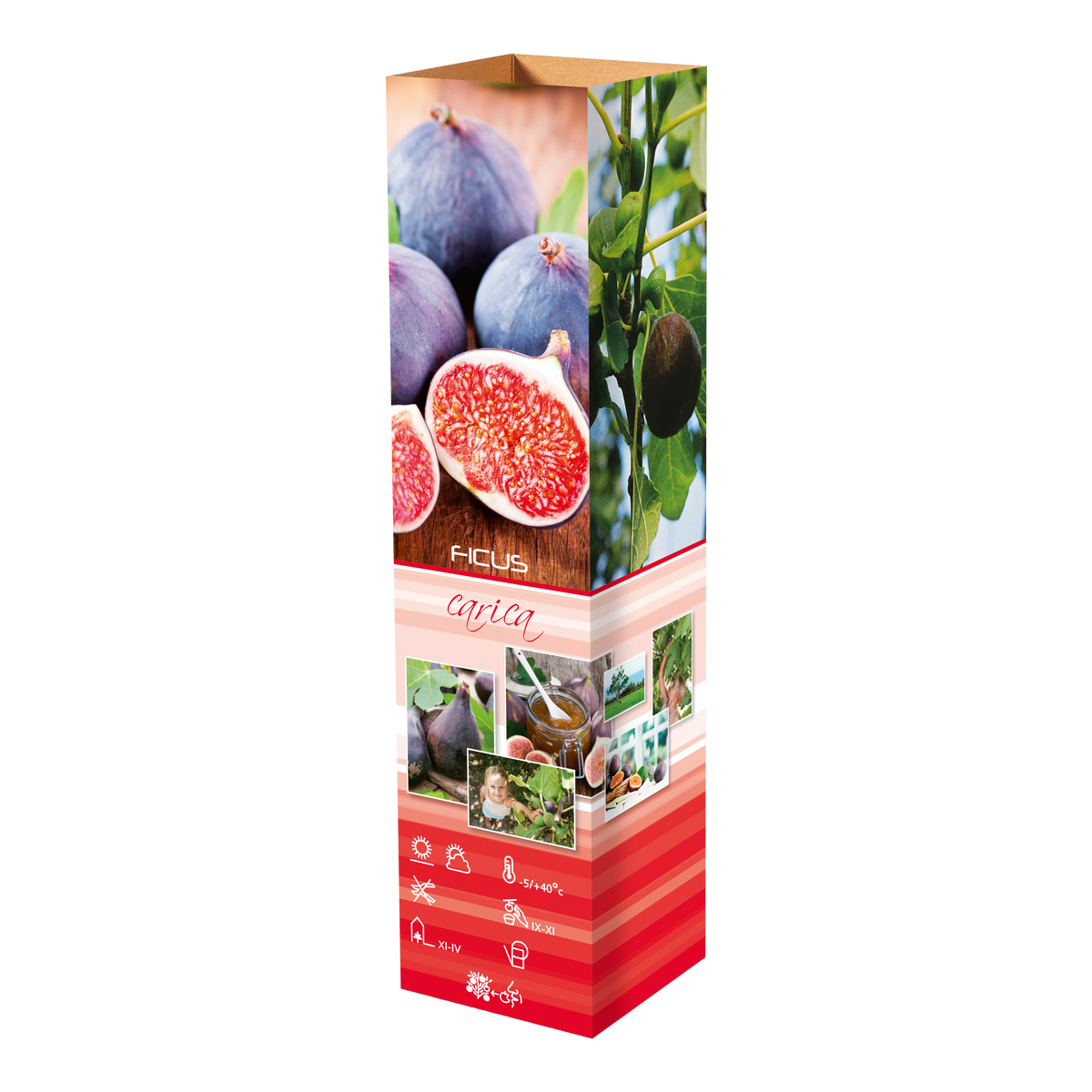 Lot de 8 plantes méditerranéennes : 2 oliviers, 2 figuiers, 2 citronniers, 2 orangers - 25-38 cm