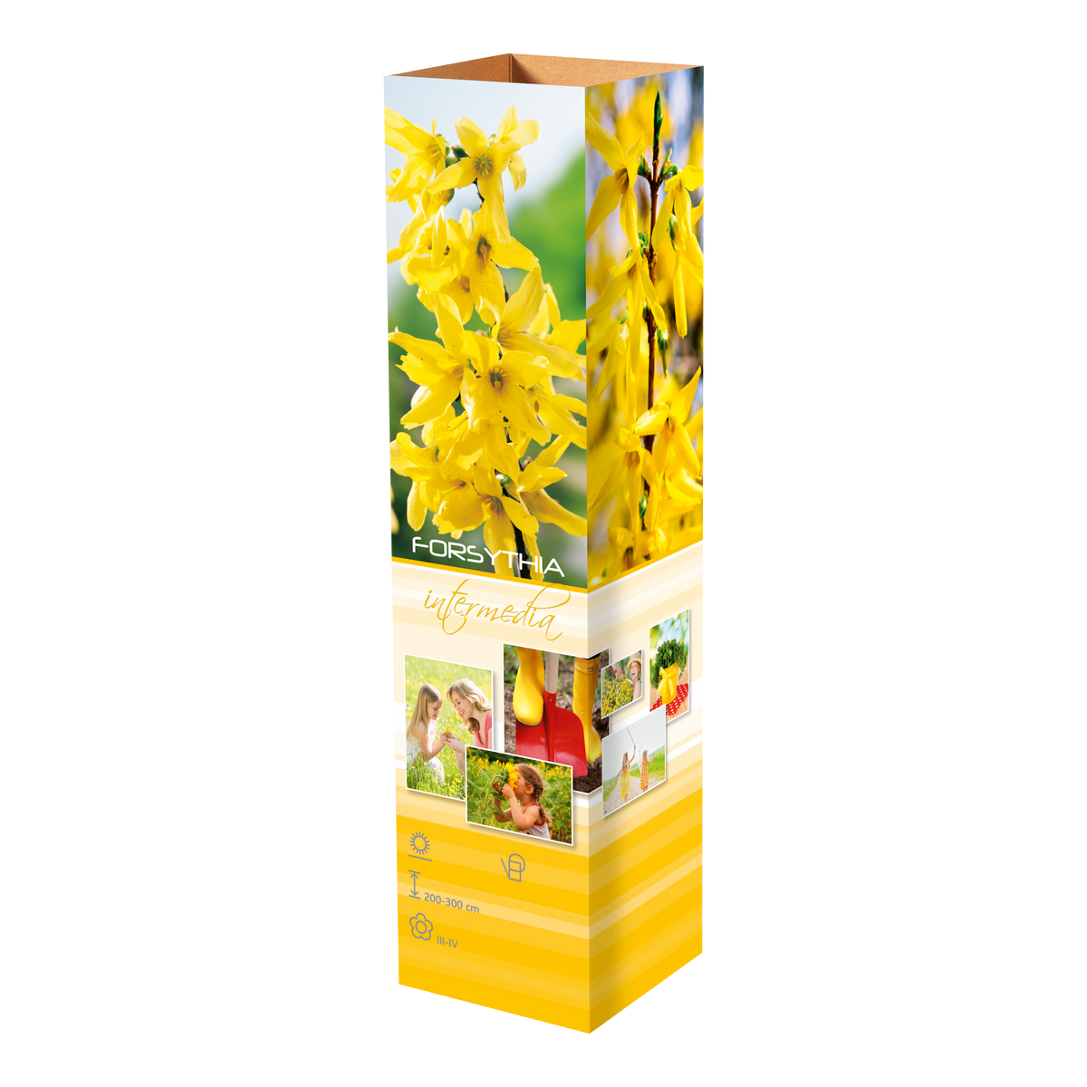 Lot de 8 arbustes d'ornement, mélange coloré pour un jardin vivant : 2 Hibiscus, 2 Weigelia, 2 Deutzia, 2 Forsythia