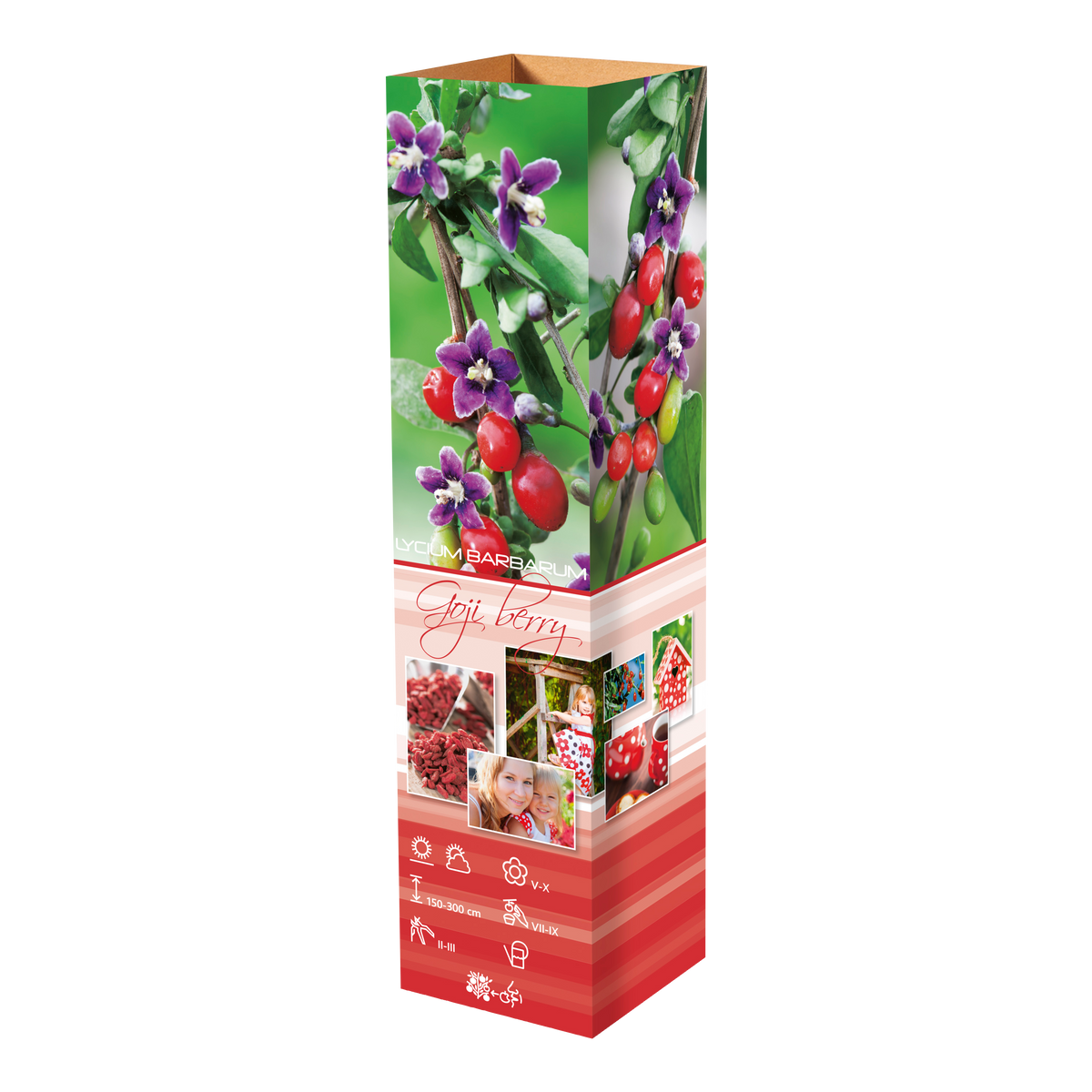 Lot de 8 plantes vitaminées 30–38 cm - 2 baies de Goji, 2 Honeyberry, 2 myrtilles, 2 grenades