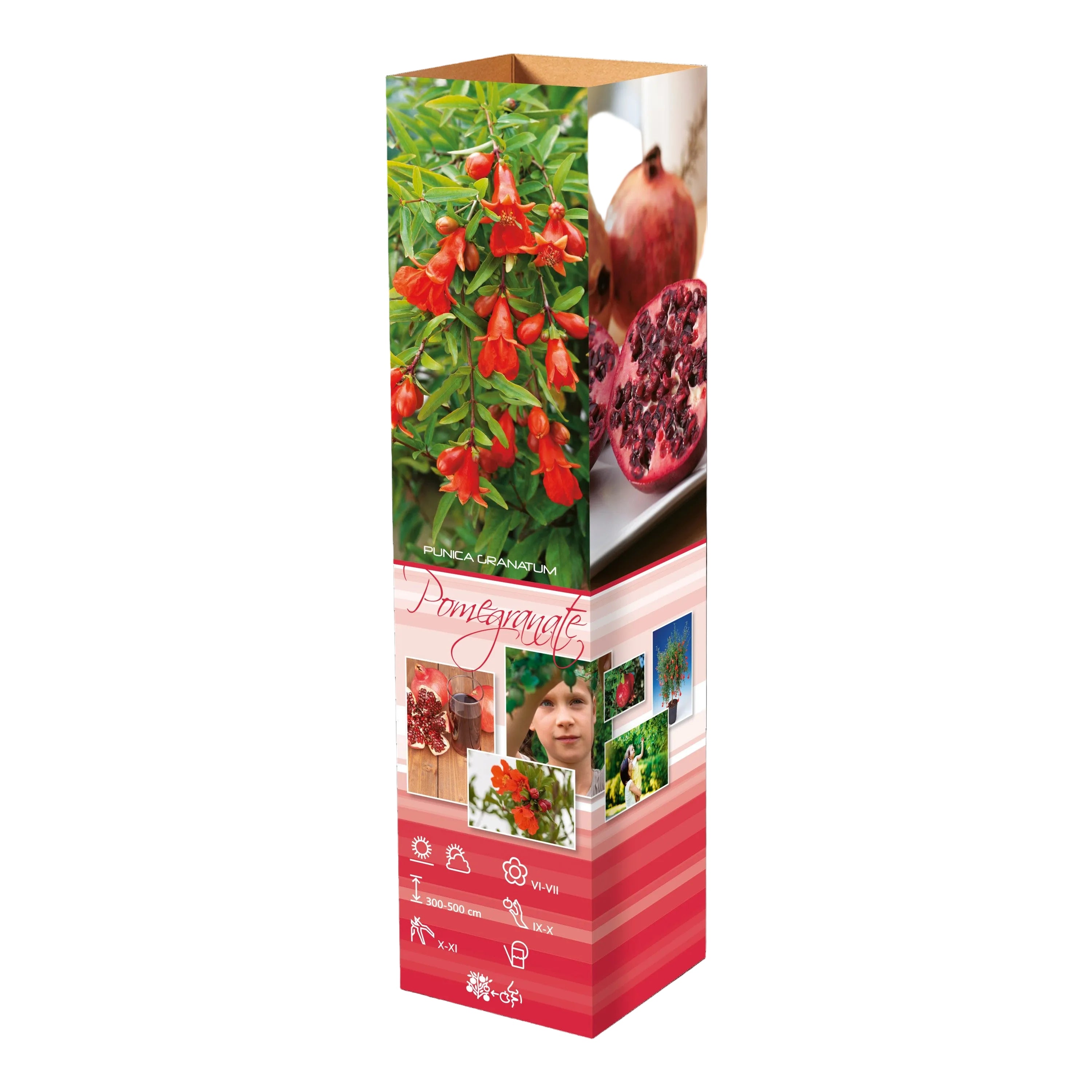 Lot de 4 plantes vitaminées 30–38 cm - 1 baie de Goji, 1 Honeyberry, 1 myrtille, 1 grenade