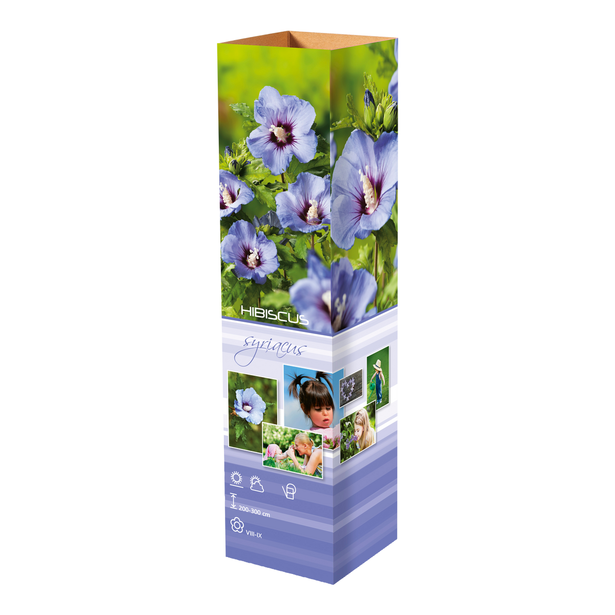 Lot de 8 arbustes d'ornement, mélange coloré pour un jardin vivant : 2 Hibiscus, 2 Weigelia, 2 Deutzia, 2 Forsythia