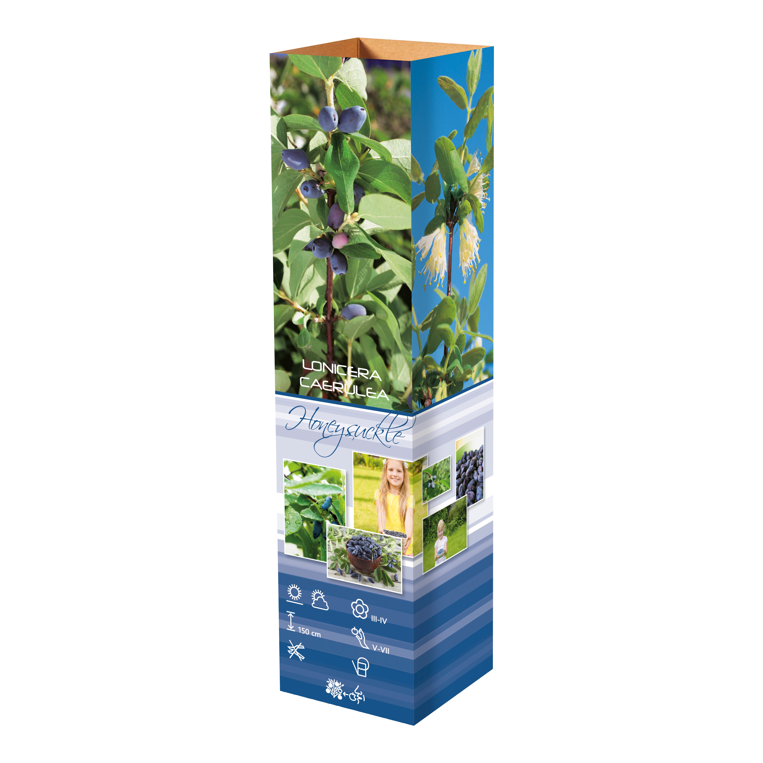 Lot de 4 plantes vitaminées 30–38 cm - 1 baie de Goji, 1 Honeyberry, 1 myrtille, 1 grenade