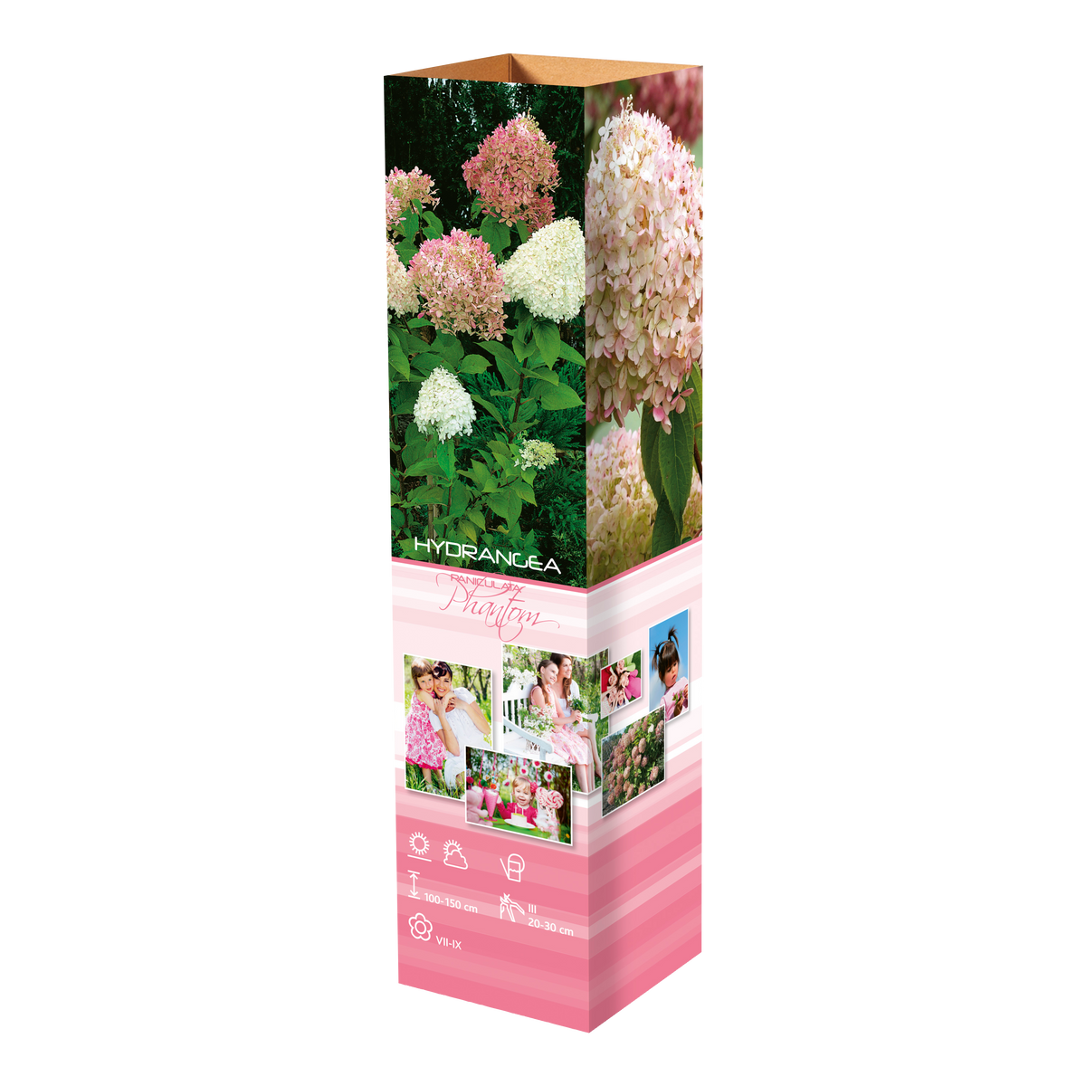Lot de 8 hortensias : 2 roses blancs, 2 roses, 2 bleus, 2 blancs - 30-38 cm