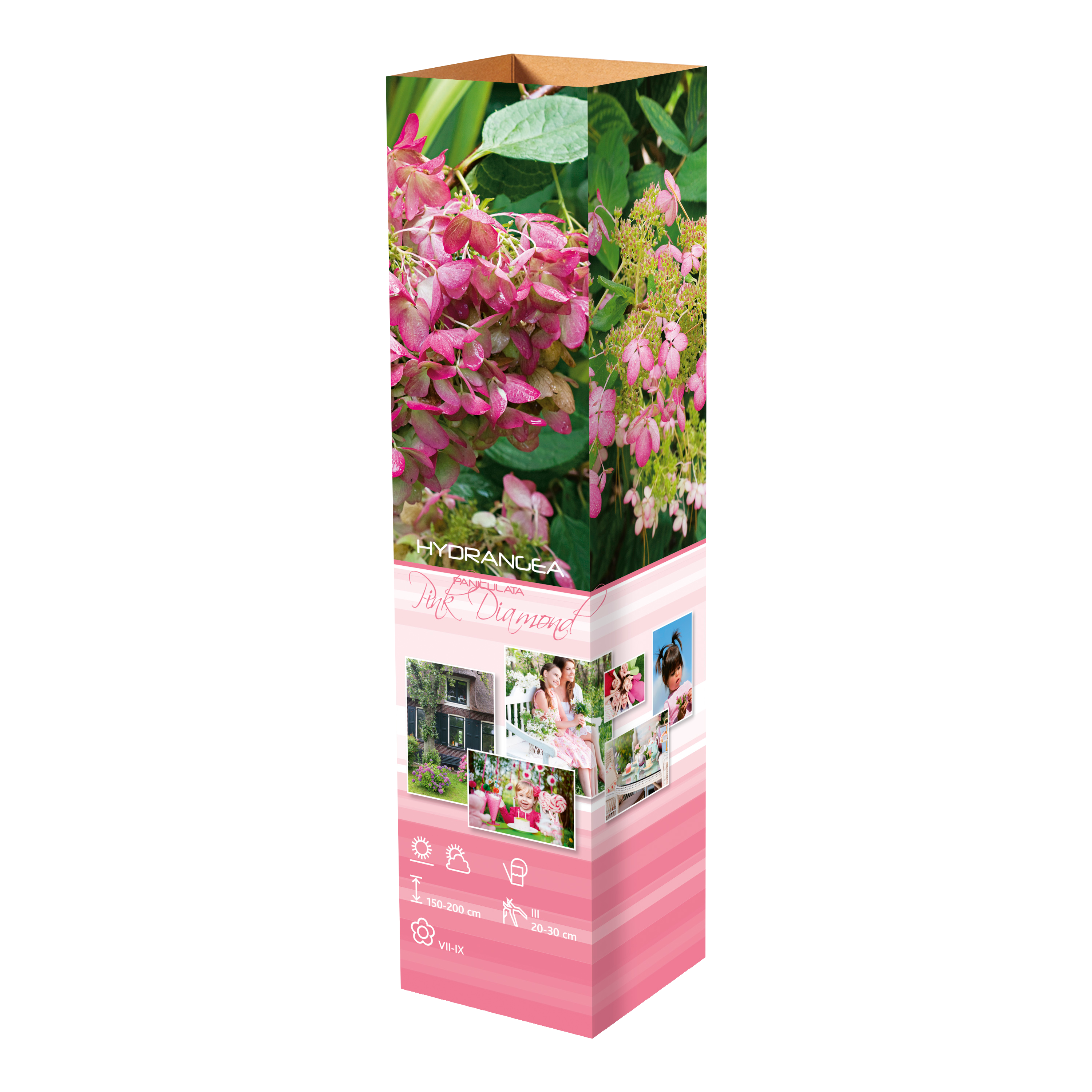Lot de 8 hortensias : 2 roses blancs, 2 roses, 2 bleus, 2 blancs - 30-38 cm
