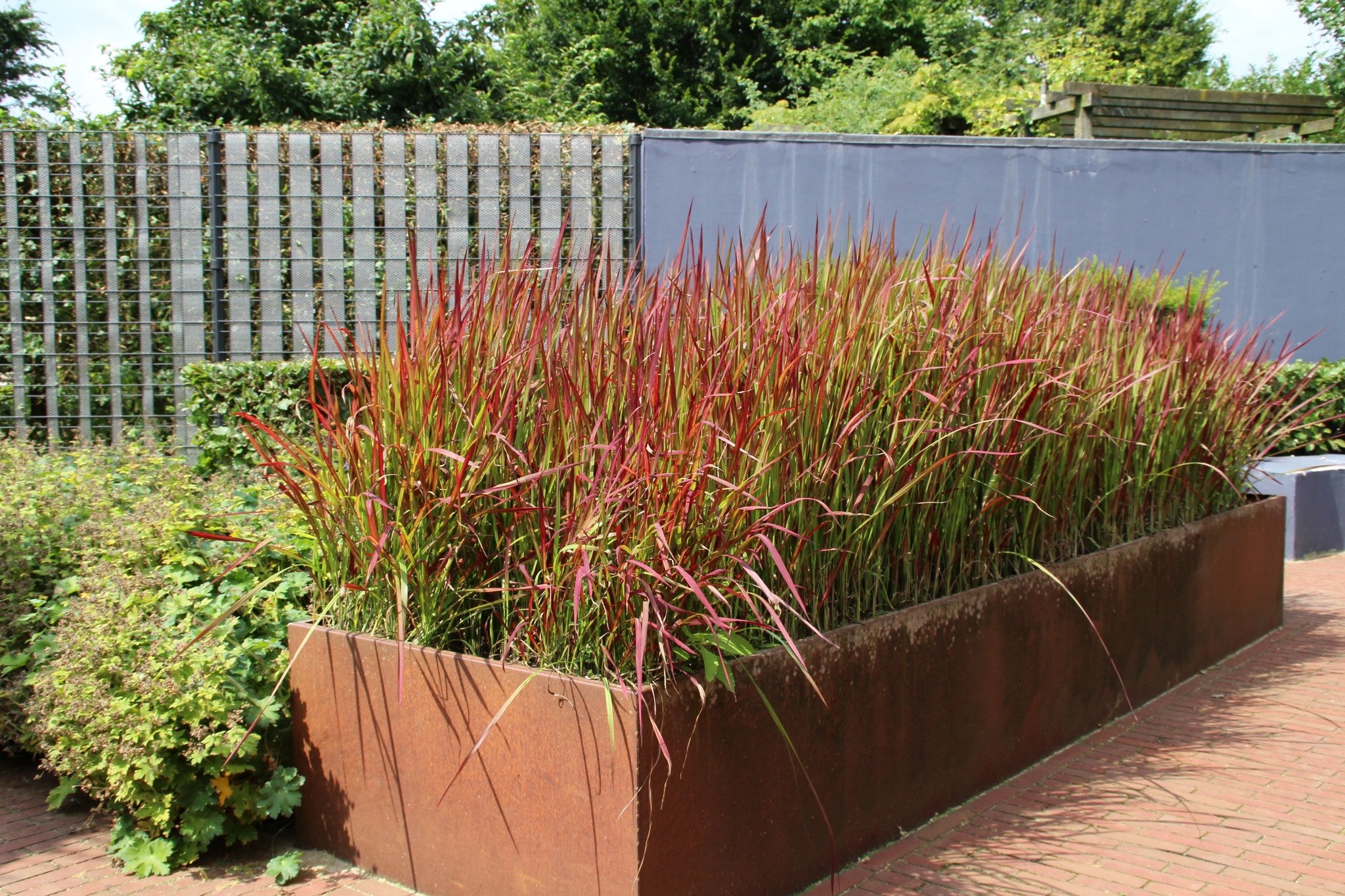 Lot de 4 graminées : 1 Stipa, 1 Pennisetum, 1 Imperata, 1 Festuca - 20-38 cm