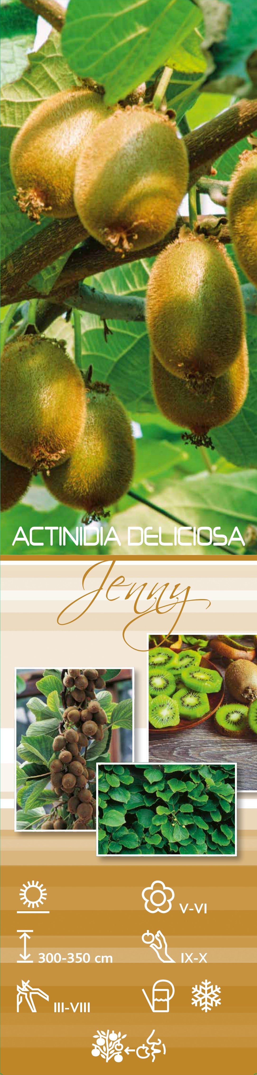 Lot de 6 plants de Kiwi Jenny 30-38 cm