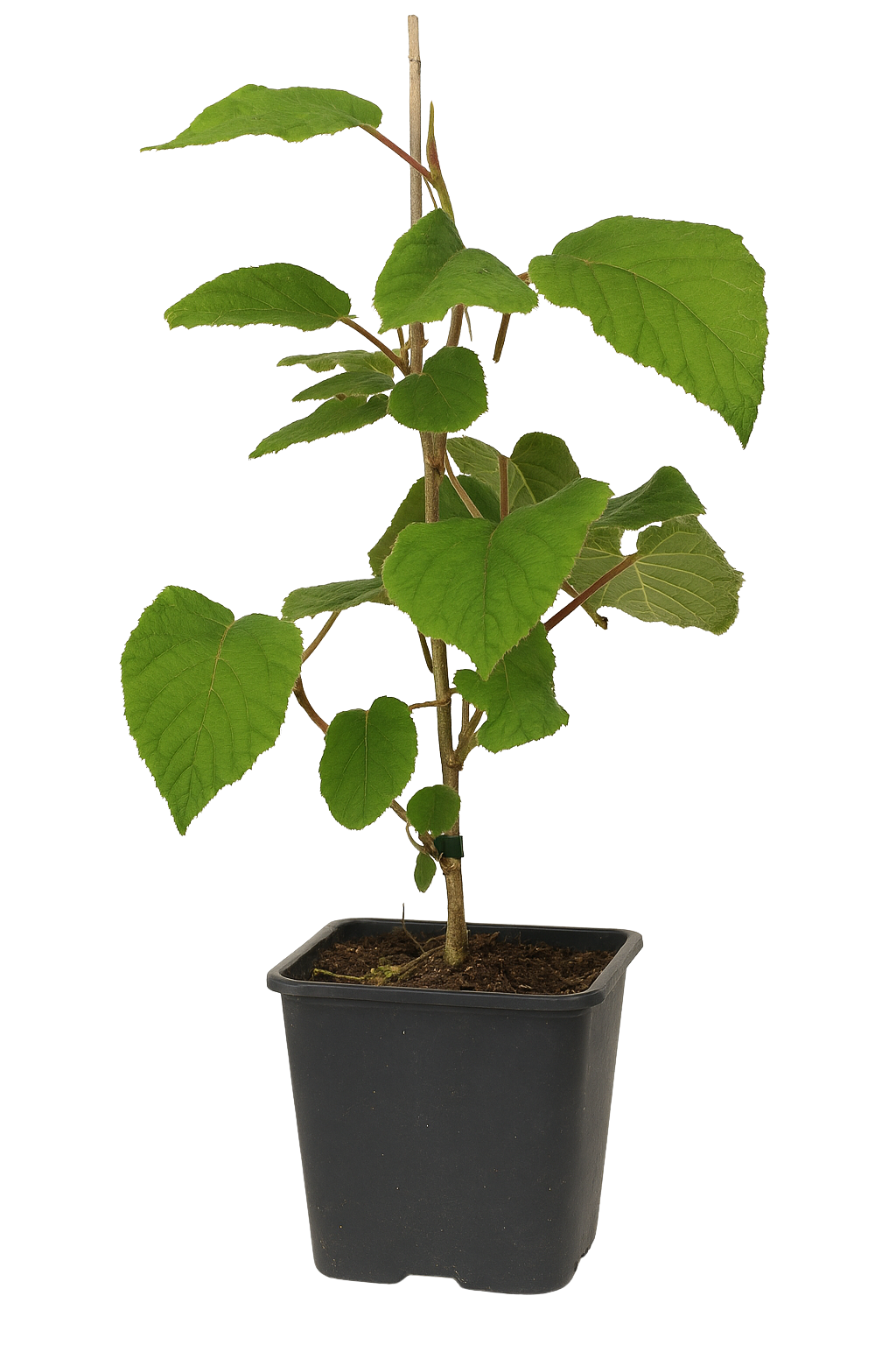 Lot de 3 plants de Kiwi Jenny 30-38 cm