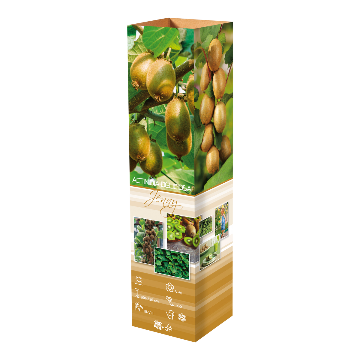 Lot de 6 plants de Kiwi Jenny 30-38 cm